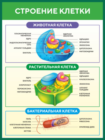 Стенд информационный Строение клетки для кабинета биологии